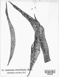 Guignardia reticulata image